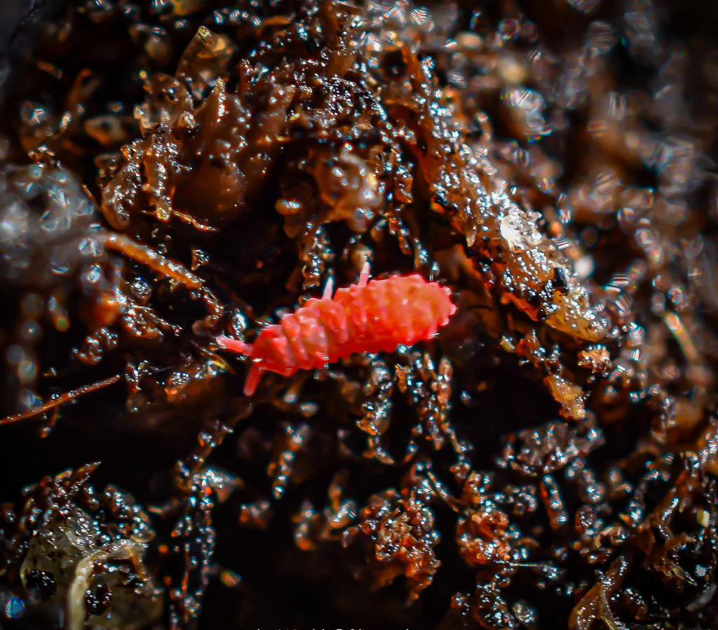 Red Springtail - Red Gummy Red Springtails Singapore Bioactive Clean up Crew
